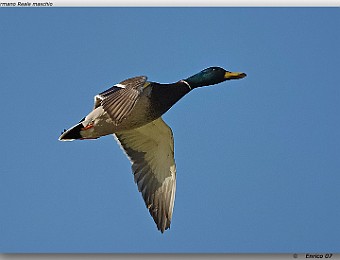 Animali 053